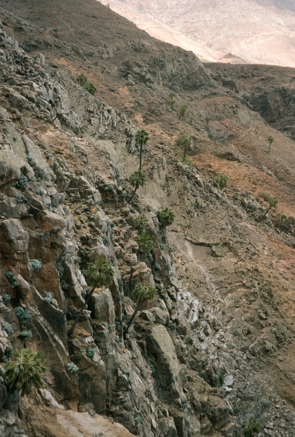 Guadalupe Island, palms