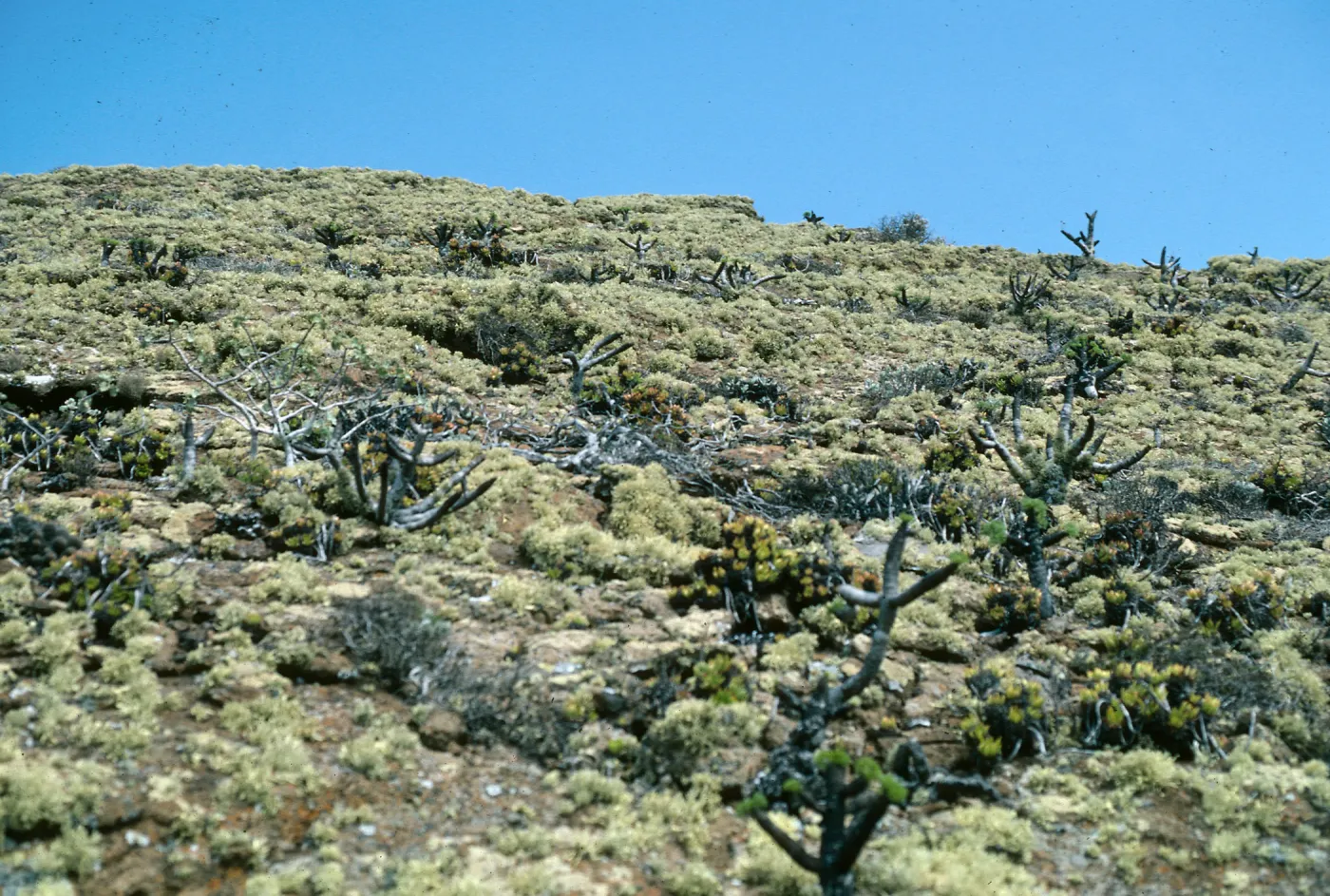 Guadalupe Island, Coreopsis, Talinum, Dudleya (liveforevers), outer islet