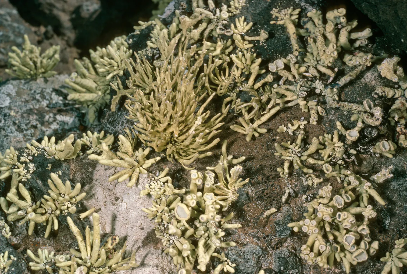 Guadalupe Island, Lichens, Southwest bluffs