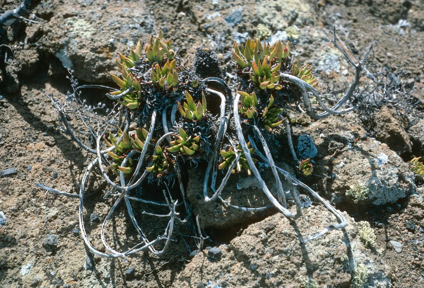 Guadalupe Island, Dudleya guadalupensis, outer islet