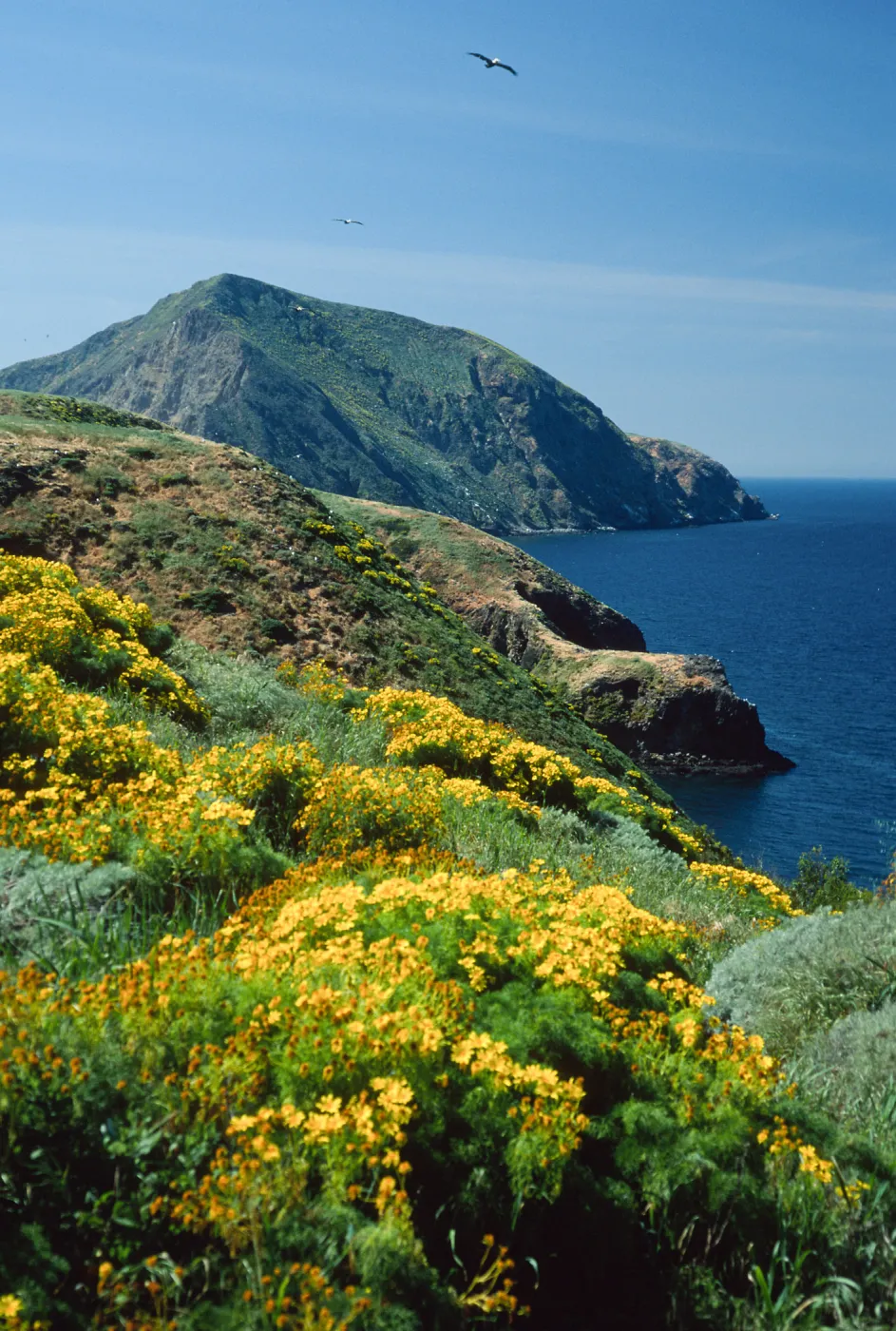 Middle Anacapa Island, Coreopsis gigantea, looking west