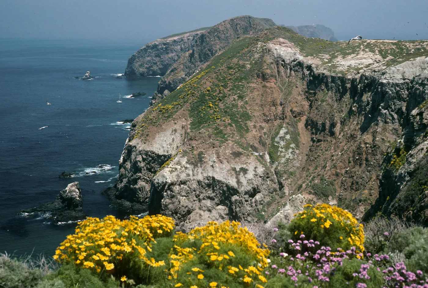 East Anacapa Island, Lavatera, cove