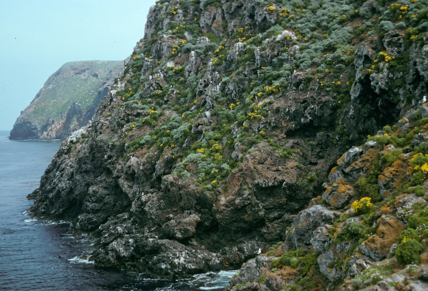 Onshore slopes, Just east of Rat Rock, West Anacapa Island