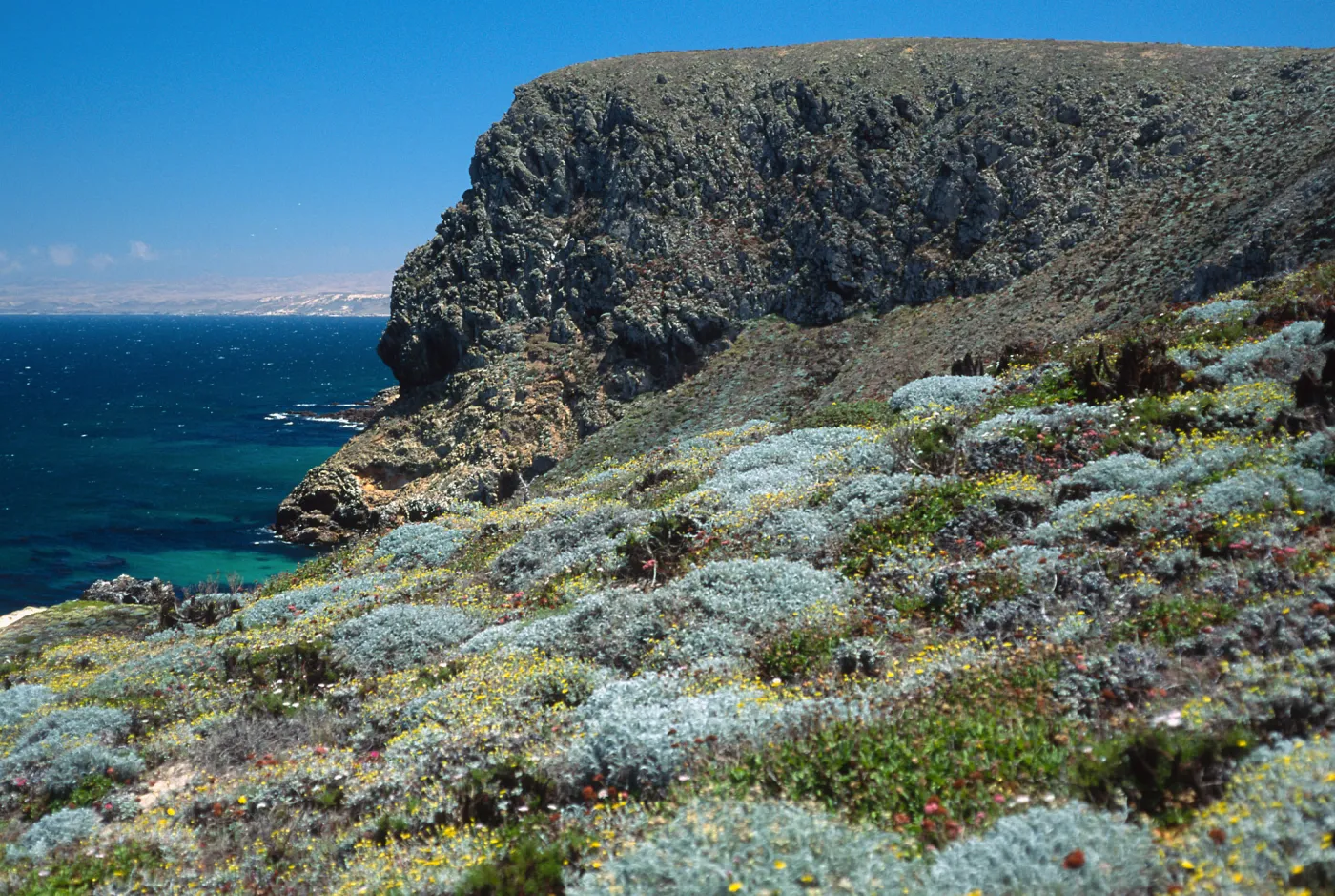 Astragalus, Malacothrix, Hoffmann Point, San Miguel Island