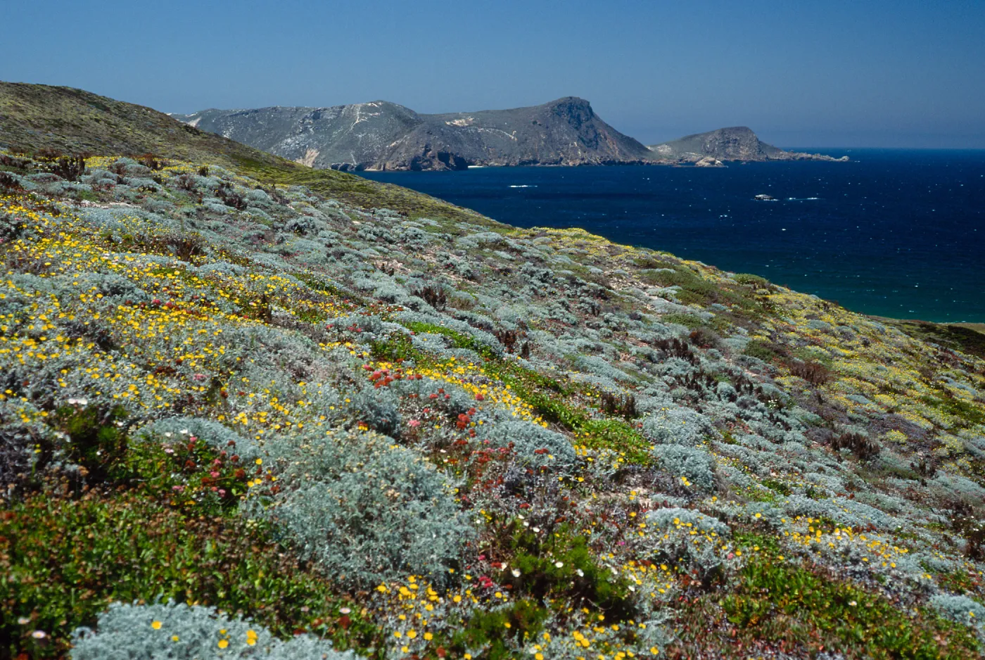 Malacothrix incana, Just west of Hoffmann Point, San Miguel Island