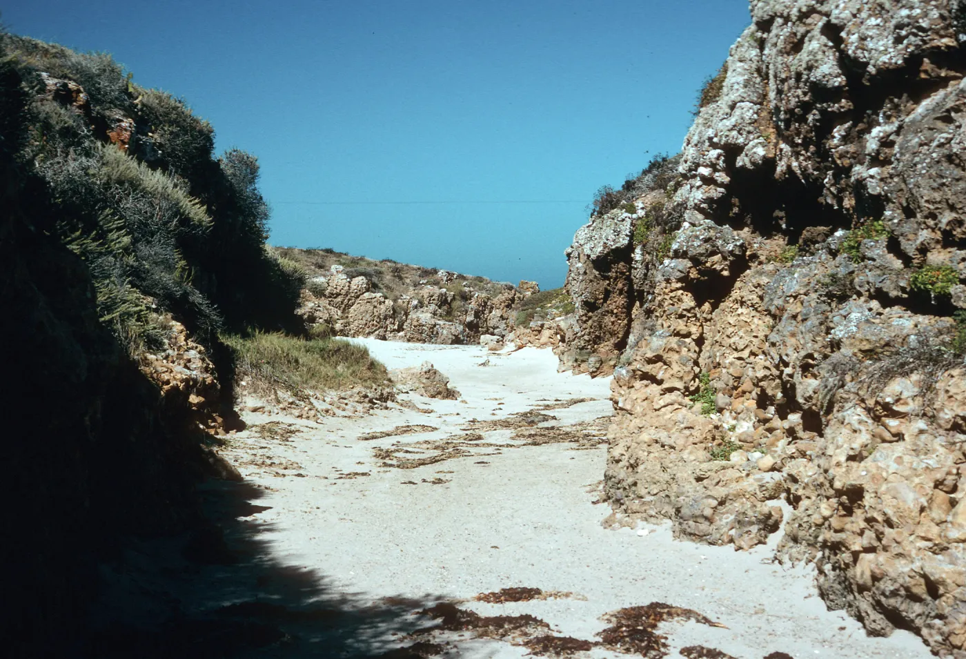 Willow Canyon, San Miguel Island