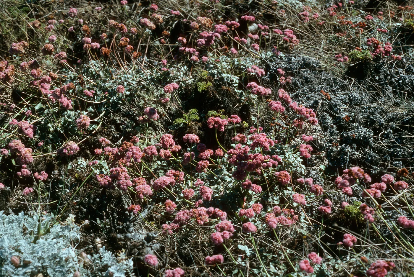 Eriogonum grande var. rubescens, Flats just north of mouth of Willows Canyon, San Miguel Island