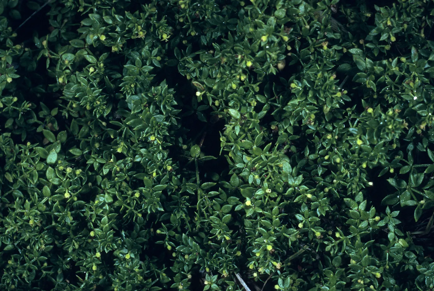 Galium californicum ssp. miguelense, Trail to Harris Point, San Miguel Island