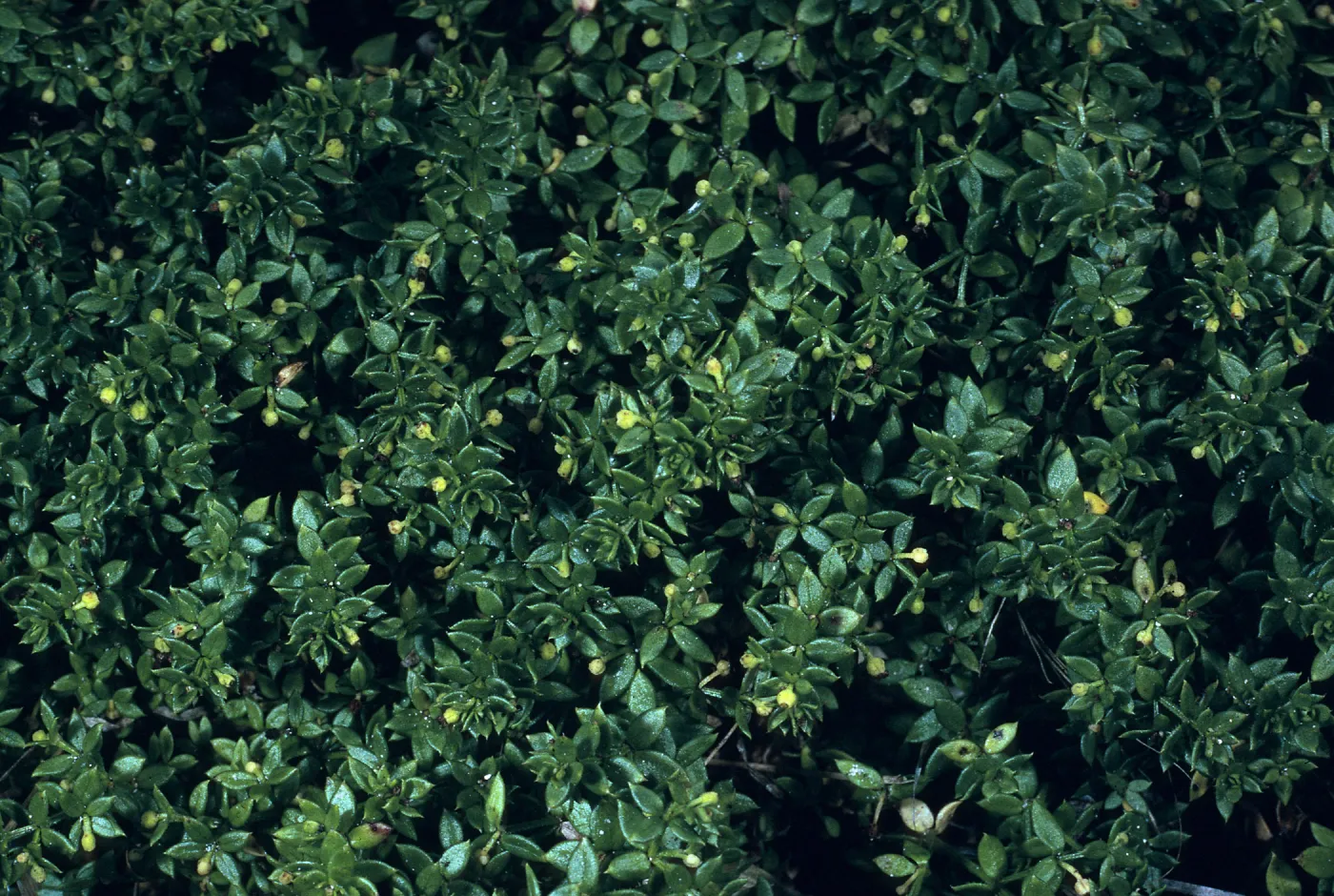 Galium californicum ssp. miguelense, Trail to Harris Point, San Miguel Island