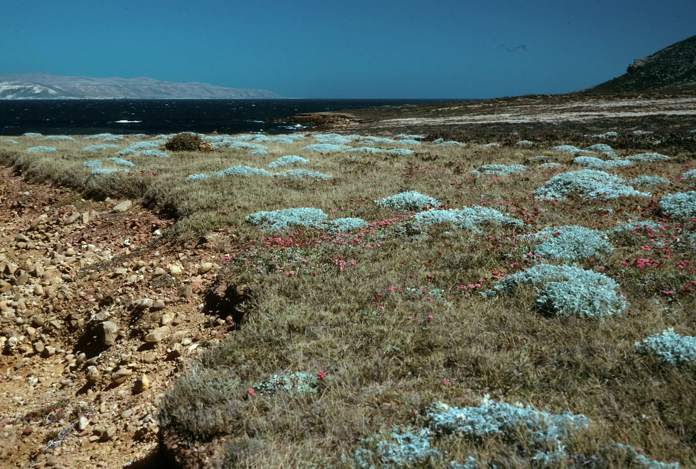 Malacothrix indecora habitat, Flats just north of mouth of Willows Canyon, San Miguel Island