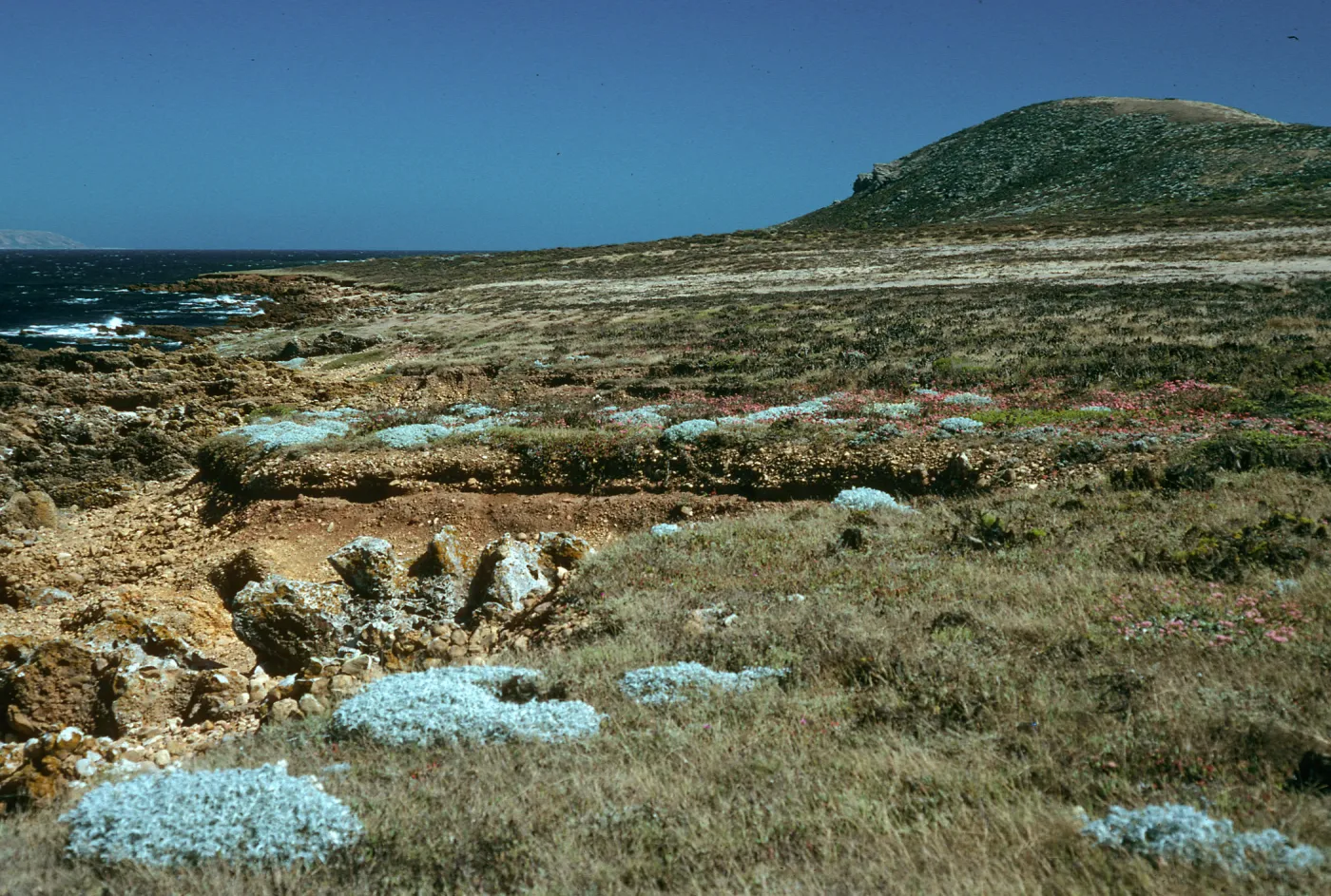 Malacothrix indecora habitat, Just north of mouth of Willows Canyon, San Miguel Island