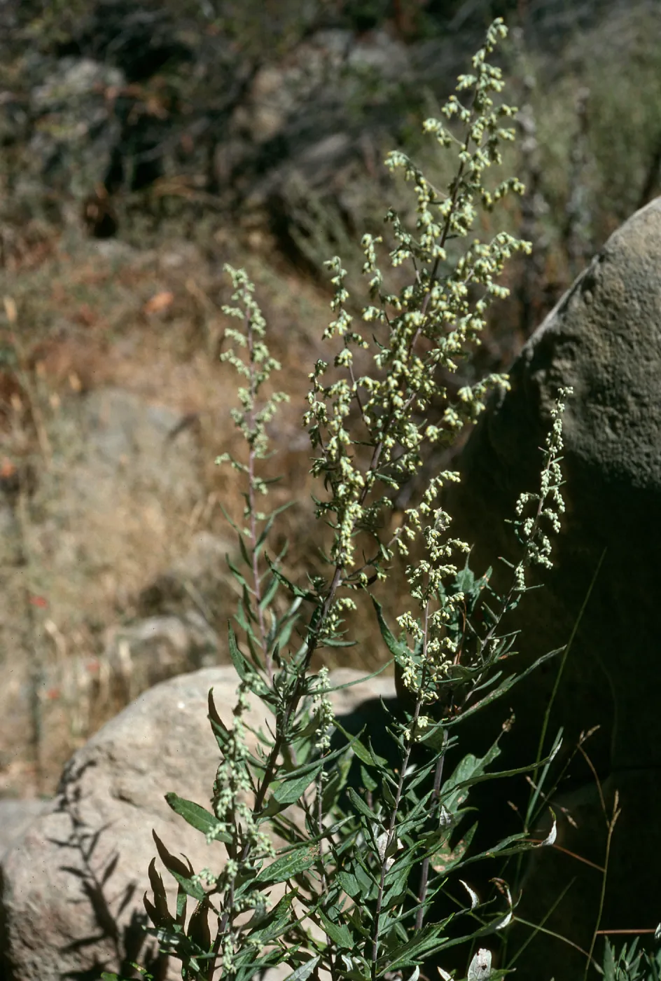 Artemisia douglasiana, Upper Mission Canyon, Santa Barbara