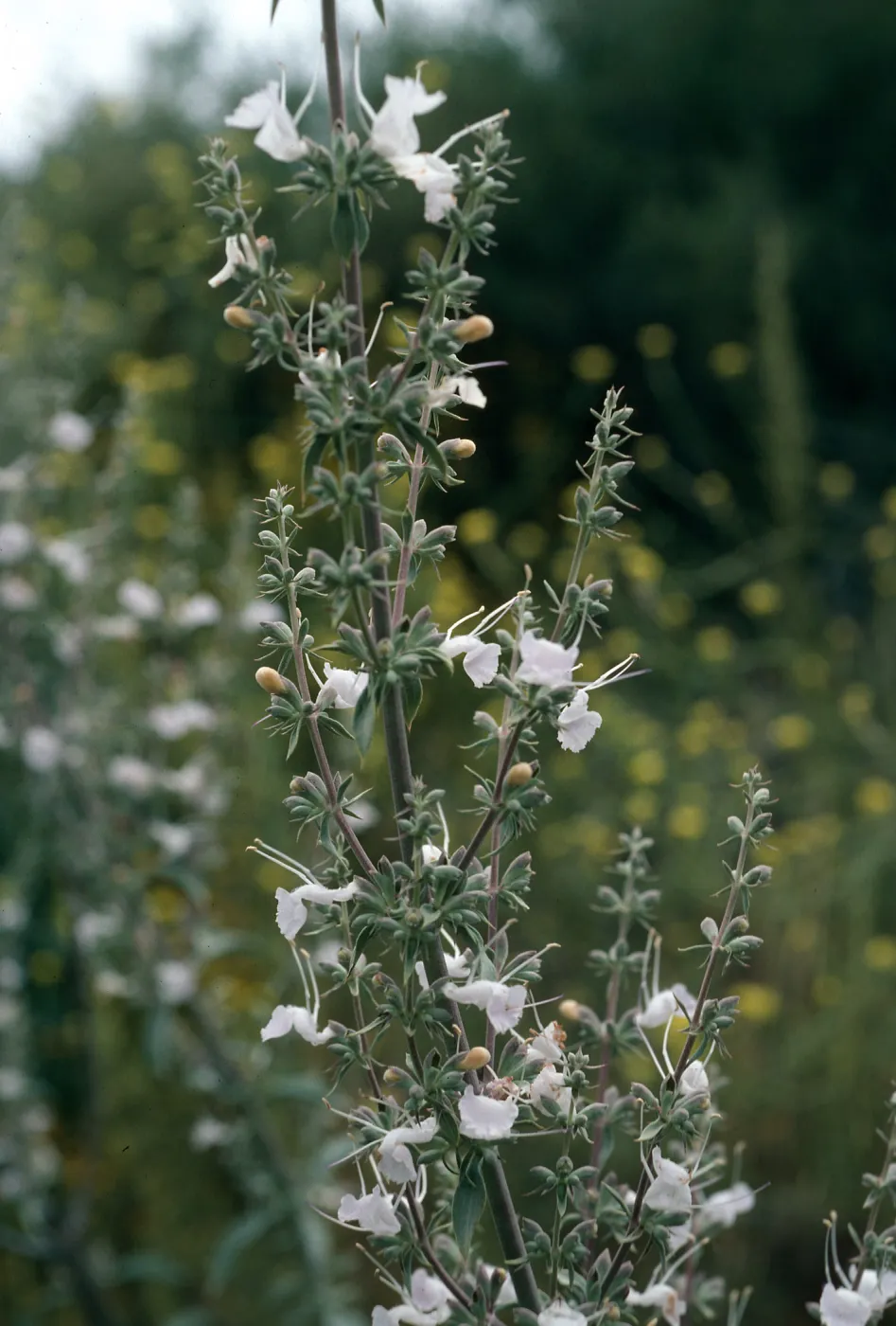 Salvia apiana (White Sage) , San Roque Canyon, Santa Barbara