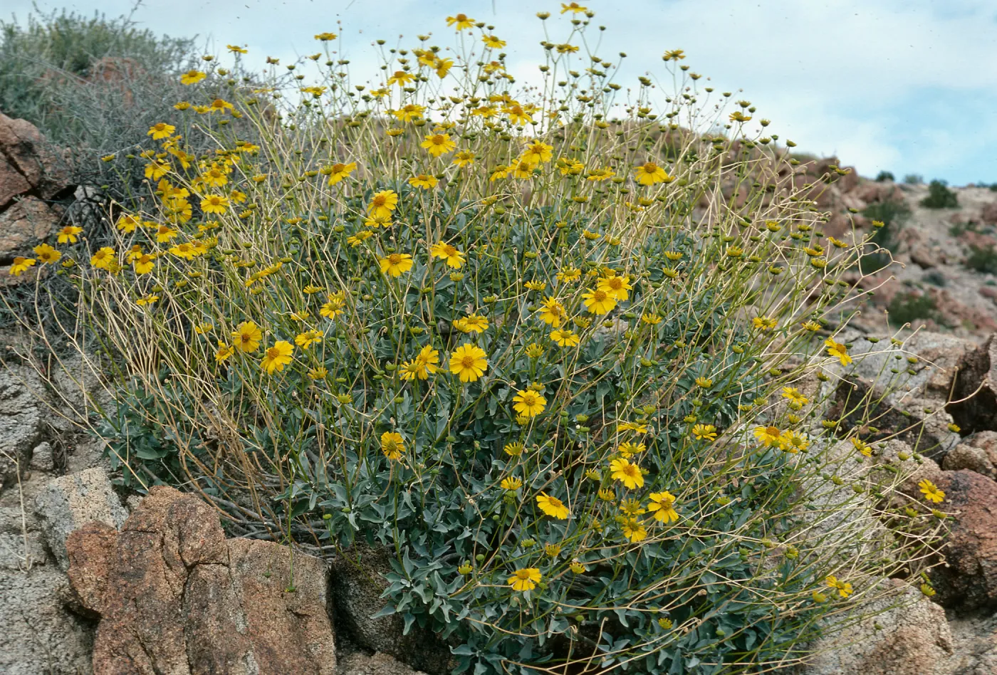 Encelia farinosa, Anza Borrego
