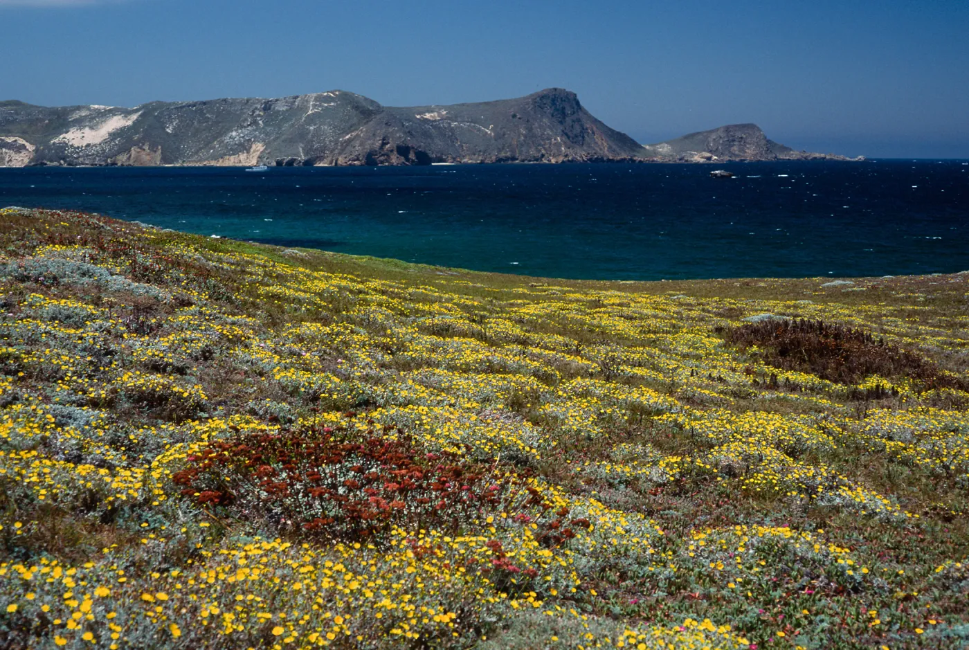 Malacothrix incana, Just west of Hoffmann Point, San Miguel Island