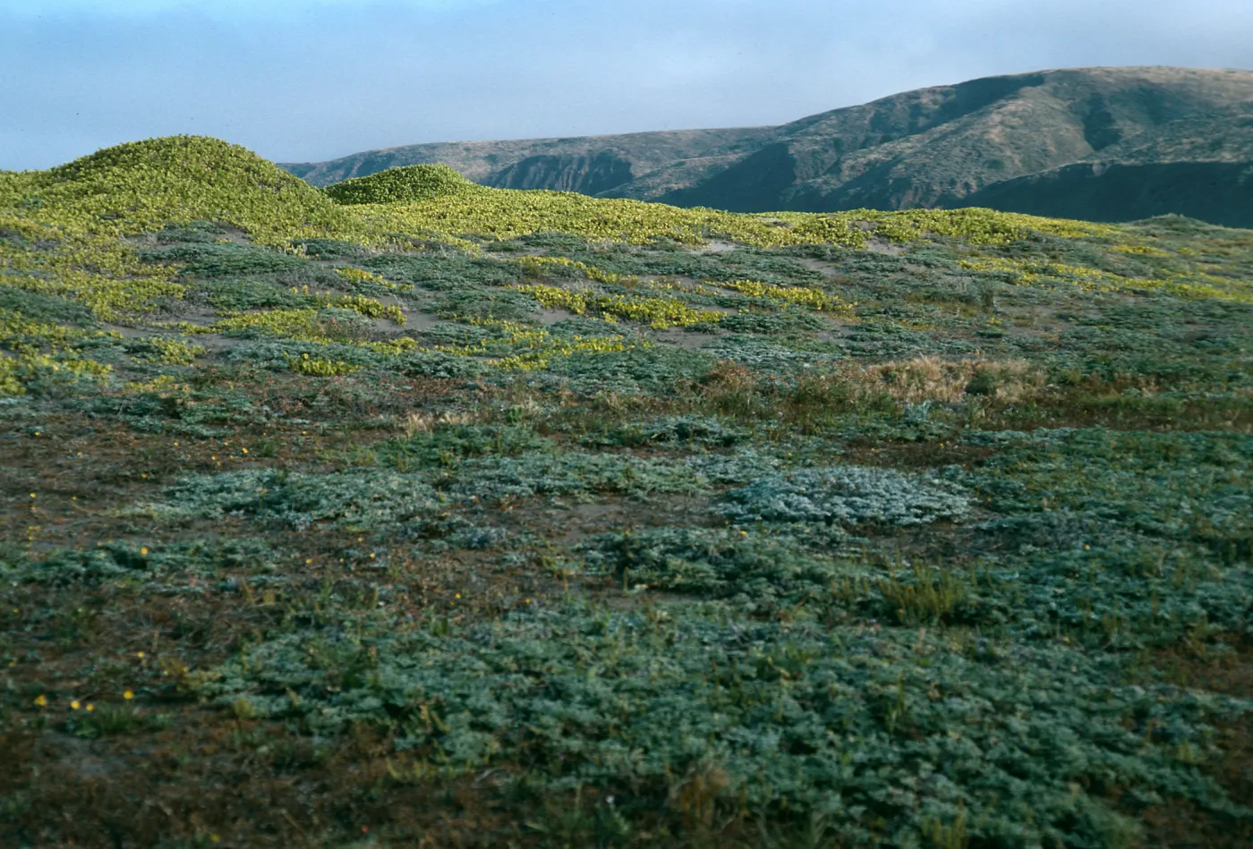 Ambrosia, Abronia, Christy Beach, Santa Cruz Island