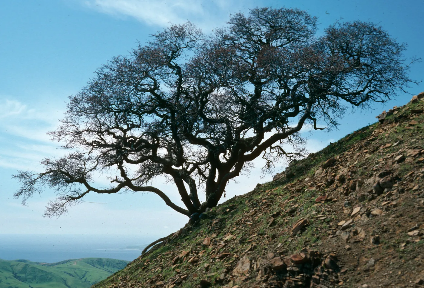 Quercus, Near Peak 1848, Santa Cruz Island