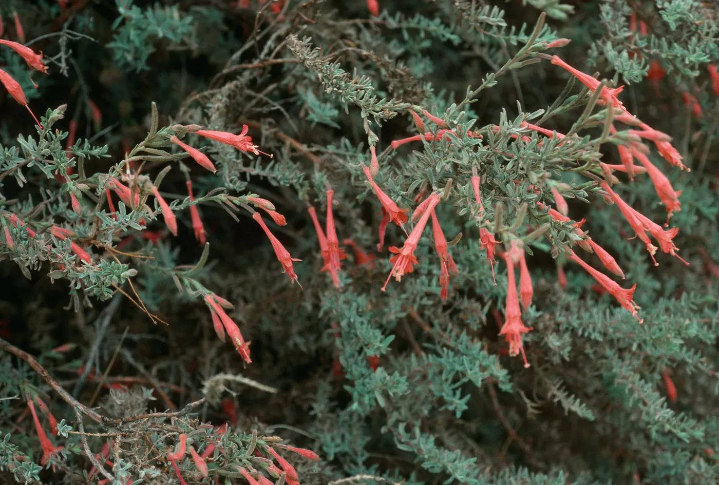 Zauschneria cana, South Ridge Road above Laguna Canyon, Santa Cruz Island