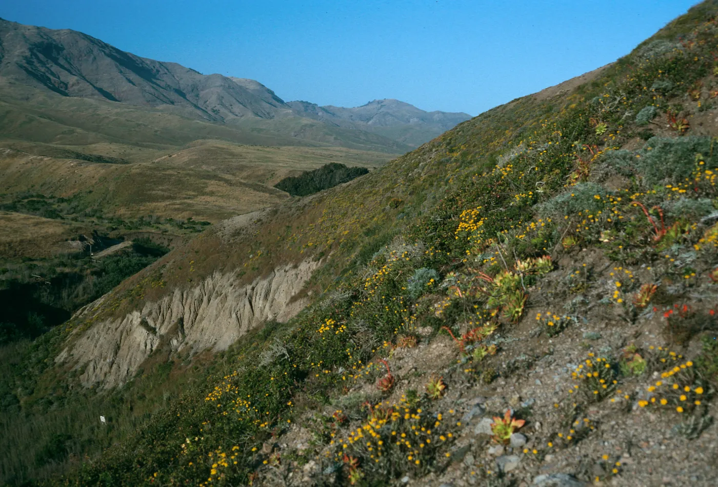 Eriophyllum confertiflorum, Slopes near Christy Ranch, Santa Cruz Island