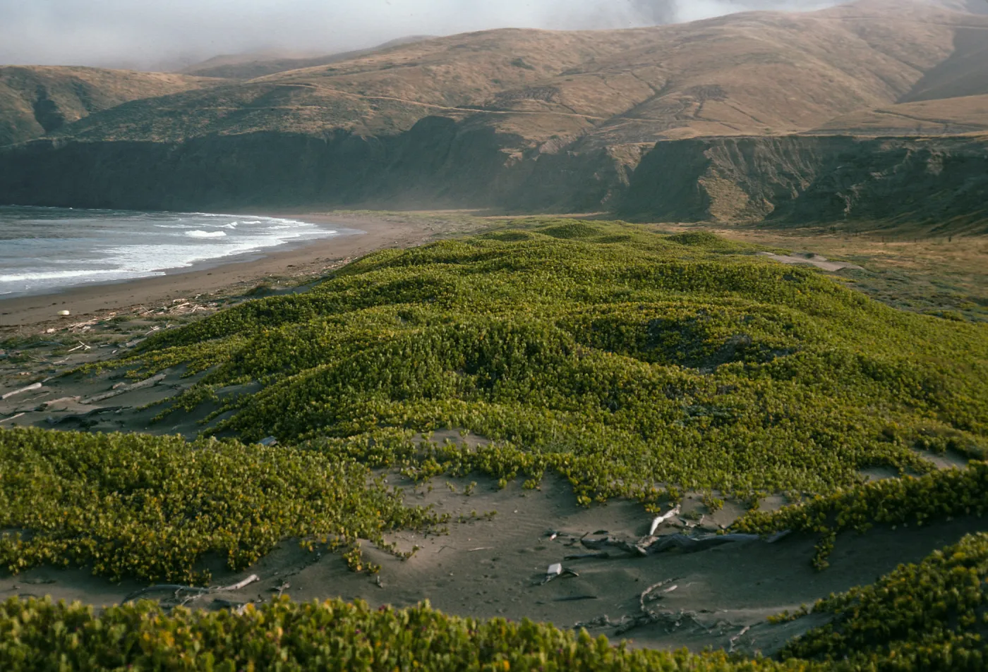 Abronia maritima, Christy Ranch, Santa Cruz Island