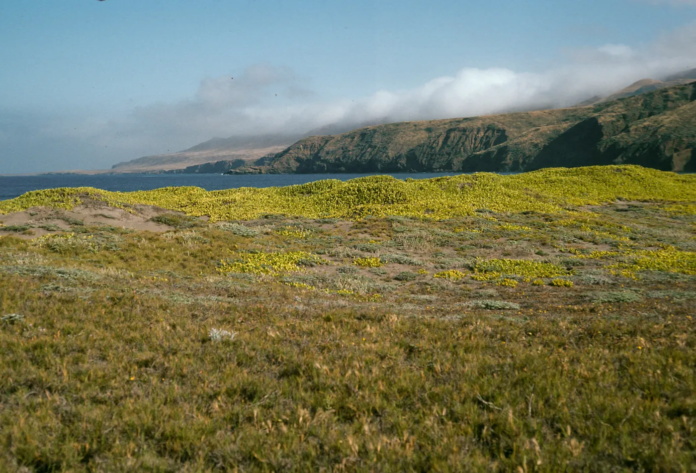 Abronia maritima, Christy Ranch, Santa Cruz Island