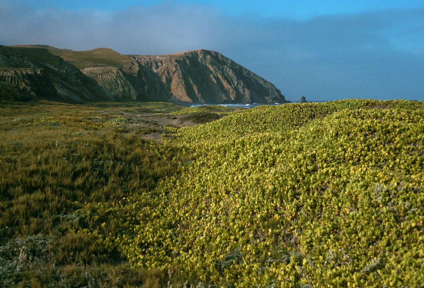 Abronia maritima, Christy Ranch, Santa Cruz Island
