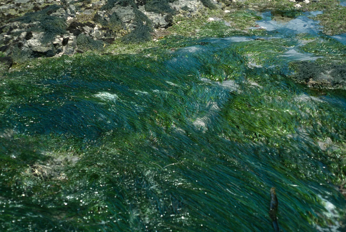 Phyllospadix, Tide Pools, Forney’s Cove, Santa Cruz Island