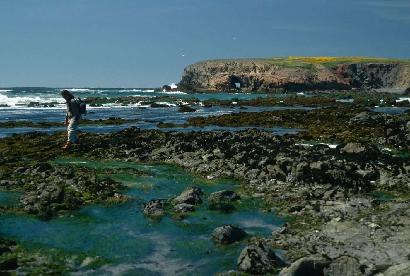 Phyllospadix, Tide Pools, Forney’s Cove, Santa Cruz Island