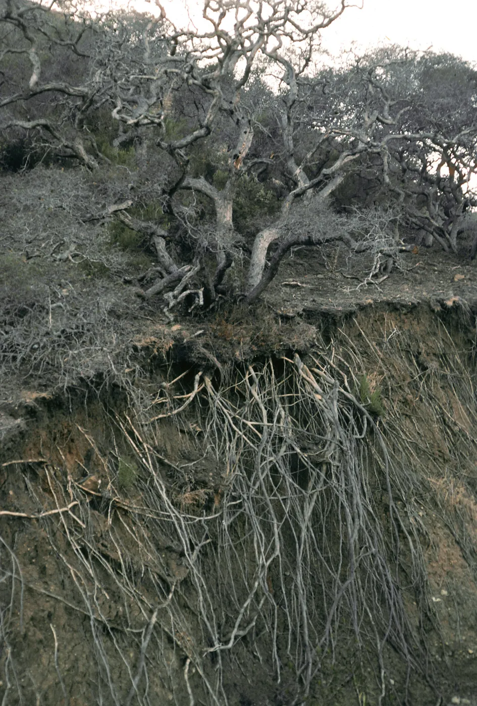 Oak roots, Willows Canyon, Santa Cruz Island