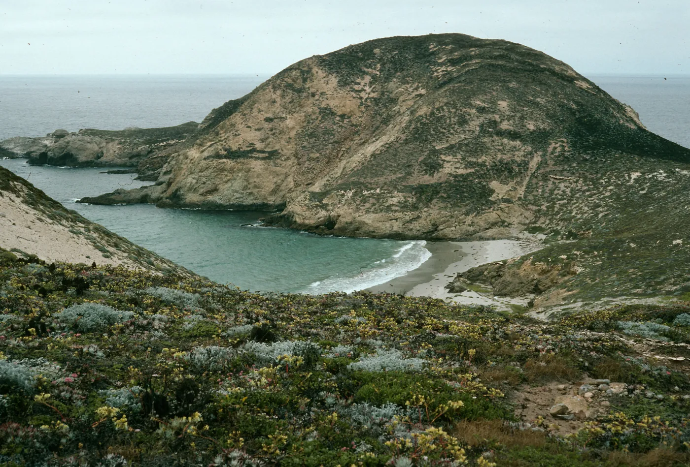 Dudleya(liveforevers), , Eriogonum (wild buckwheat), Astragalus (lockweed, milk vetch) , Secret Cove, Harris Point, San Miguel Island
