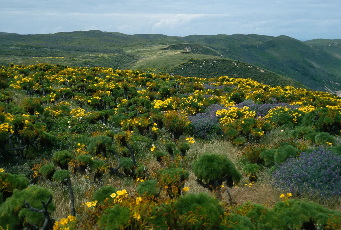 Coreopsis, Lupinus (Lupine),, San Miguel Island