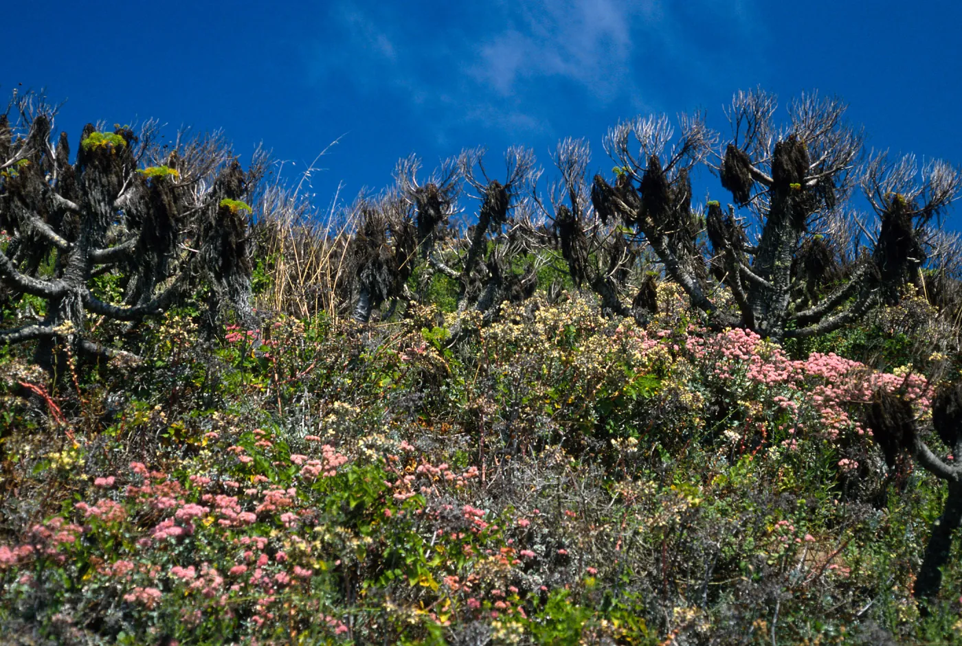 Eriogonum (wild buckwheat), Dudleya (liveforevers), Caï¿½ada del Mar, San Miguel Island