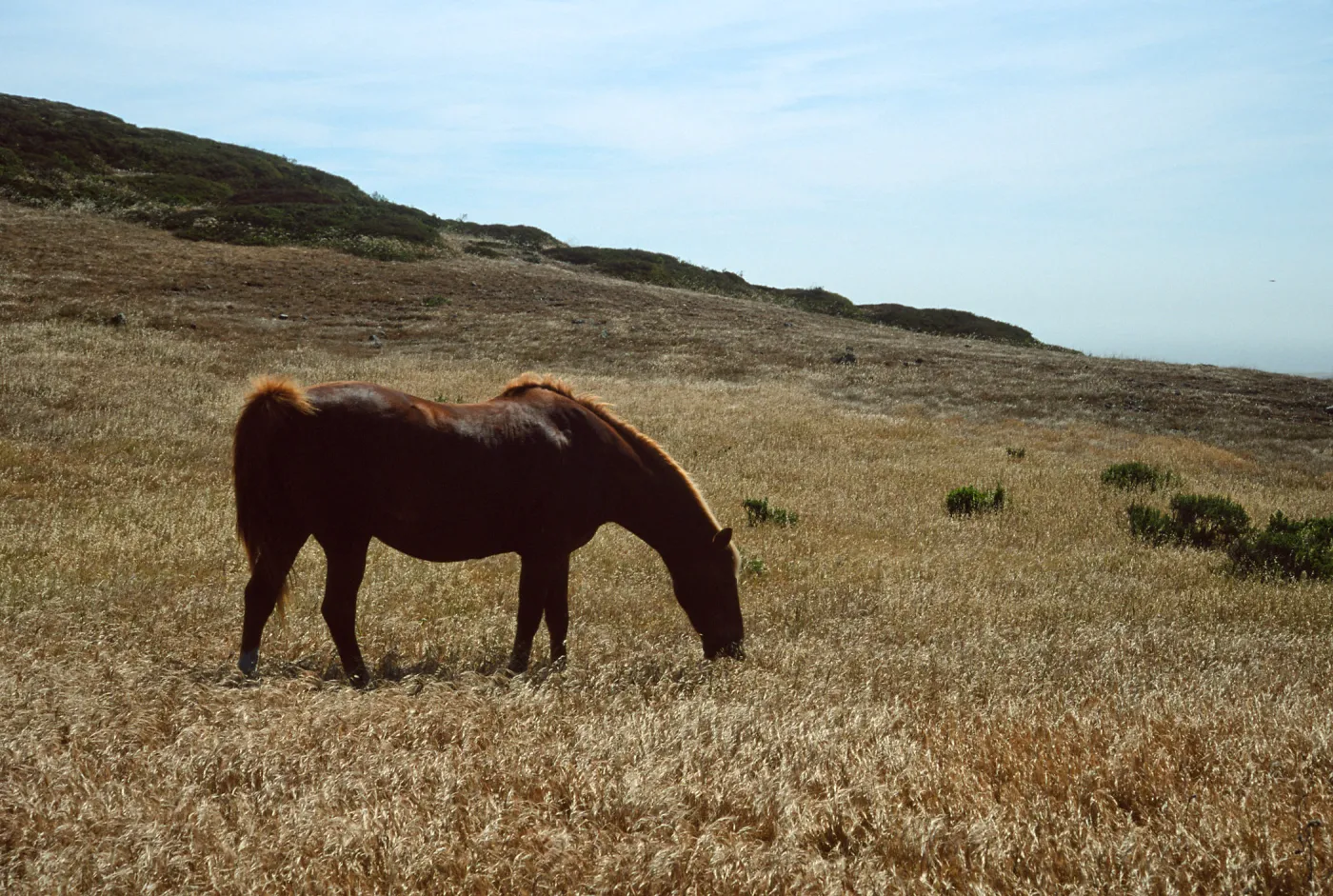Horse grazing, Santa Rosa Island