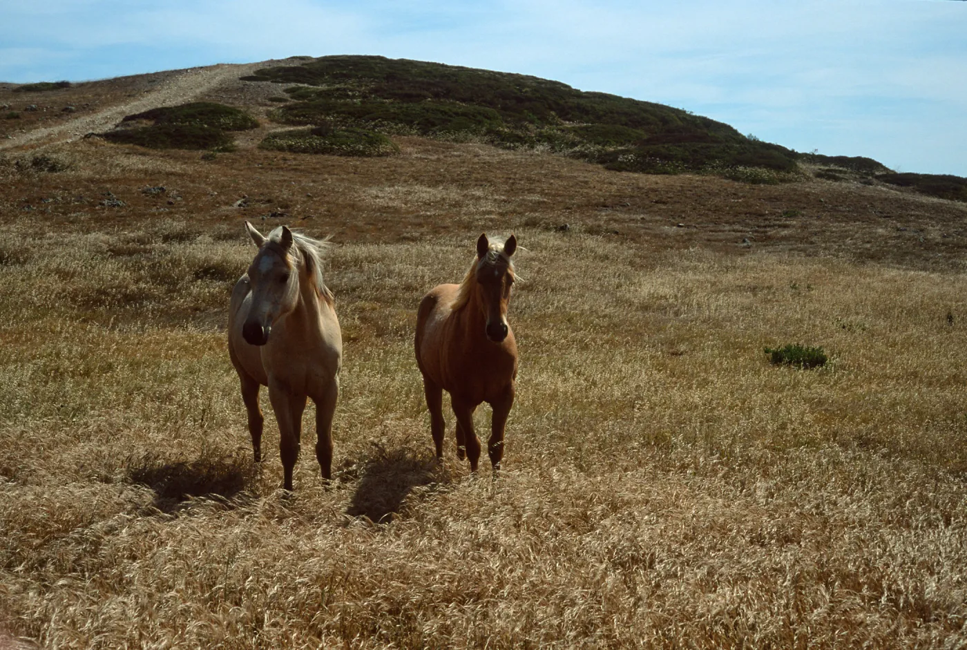 Horses, Santa Rosa Island