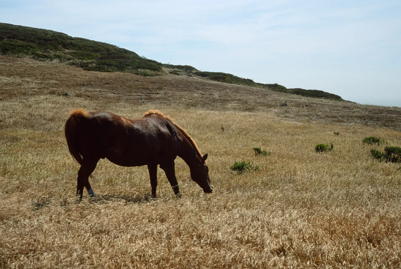 Horse grazing, Santa Rosa Island