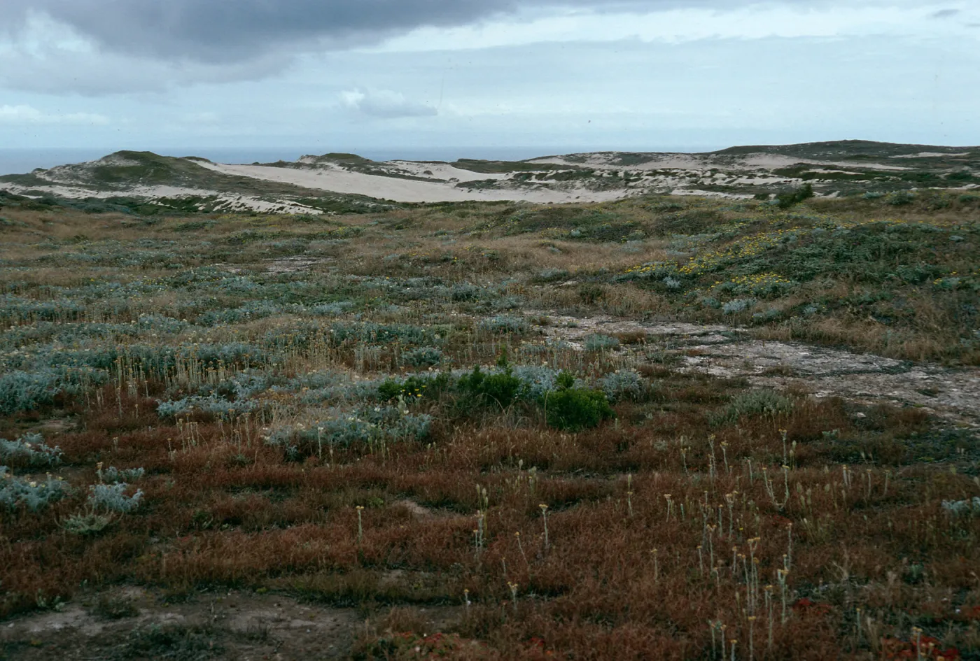 Dunes, West of San Miguel Peak, San Miguel Island