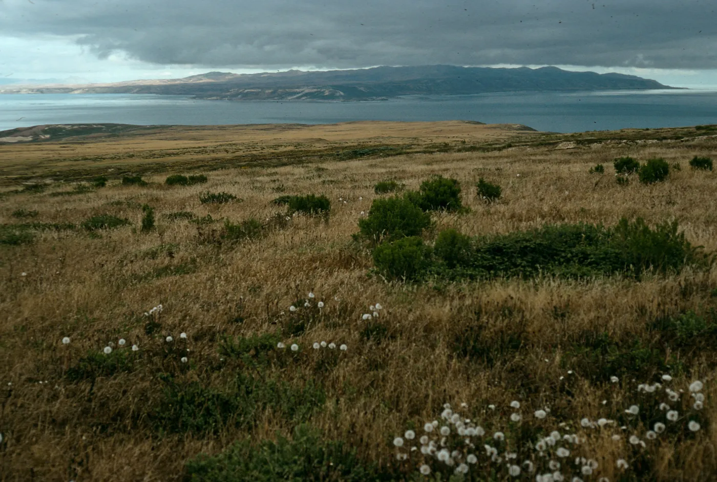 Agoseris, View of Santa Rosa Island, Trail east of San Miguel Peak, San Miguel Island