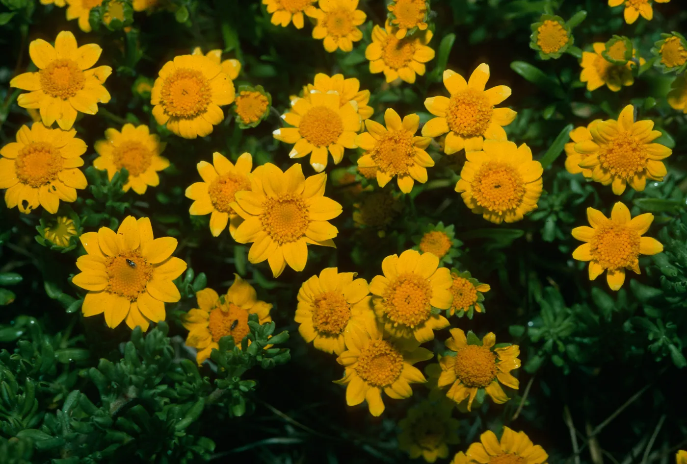 Lasthenia californica
