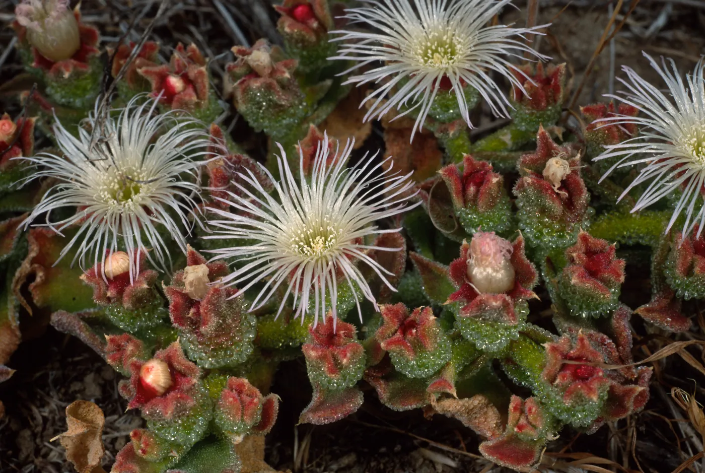 Mesembryanthemum crystallinum, Head of north fork of Graveyand Canyon, Santa Barbara Island
