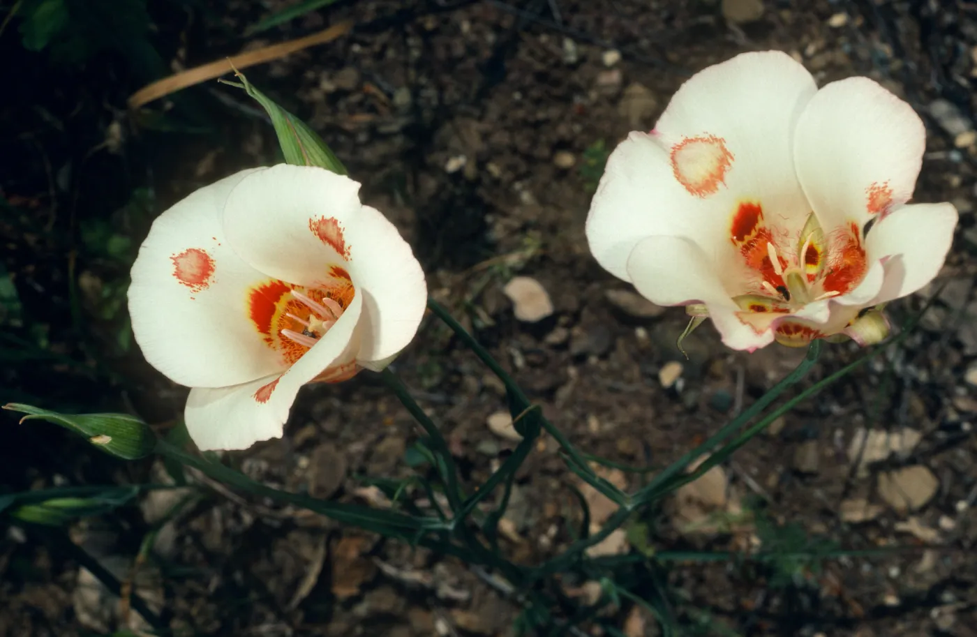 Calochortus venustus, Paradise Road by Snyder Trail