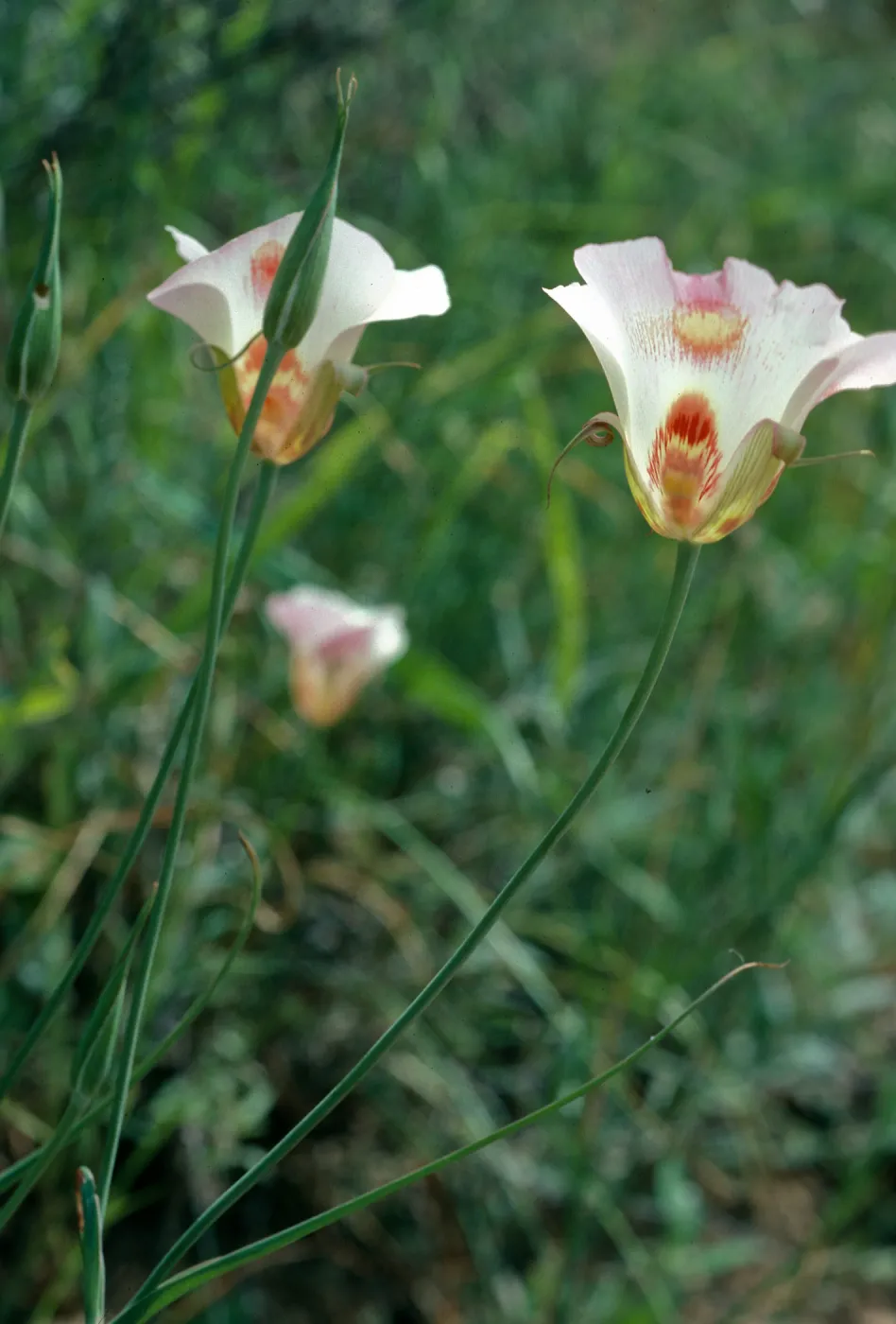 Calochortus venustus, Paradise Road by Snyder Trail
