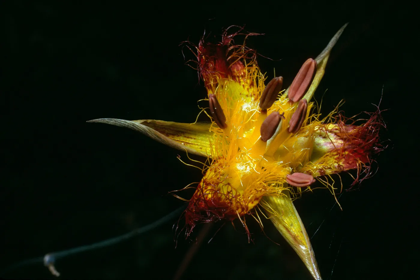 Calochortus obispoensis, Cuesta Ridge Botanical Area