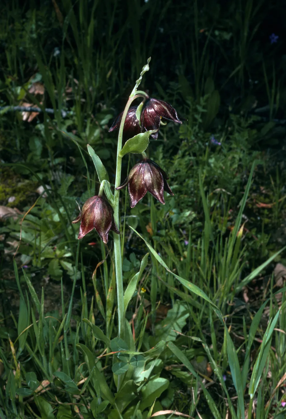 Fritillaria biflora, Burn at Lake Cachuma
