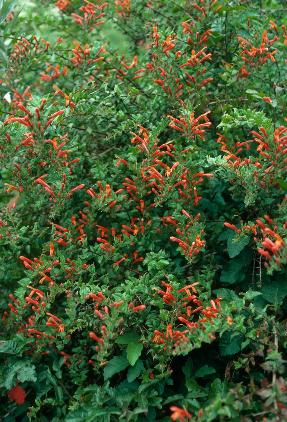Keckiella cordifolia, San Roque Canyon