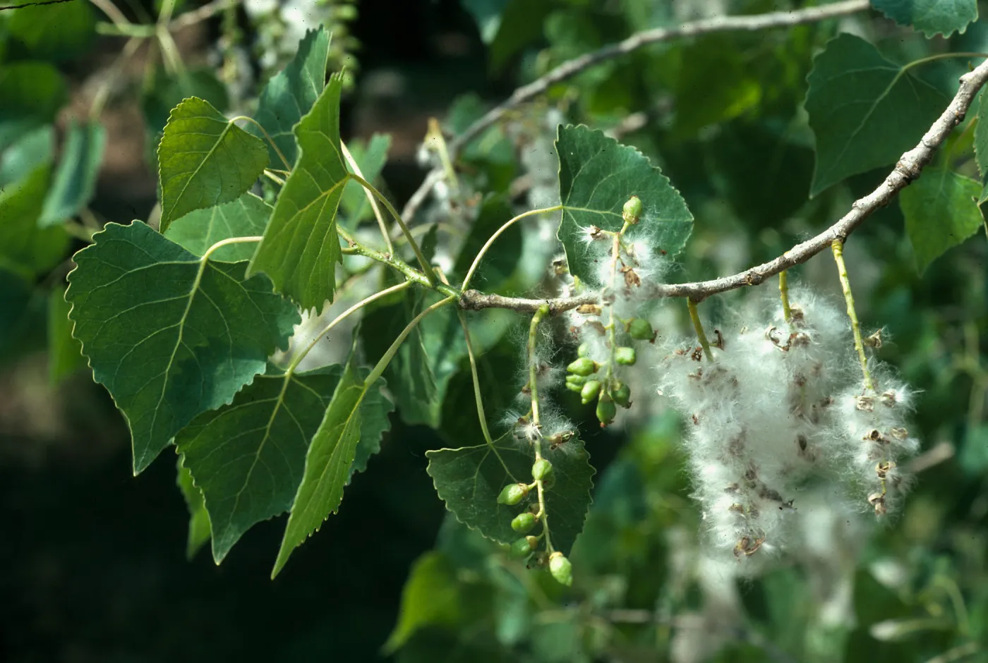 Populus fremontii, Paradise Road