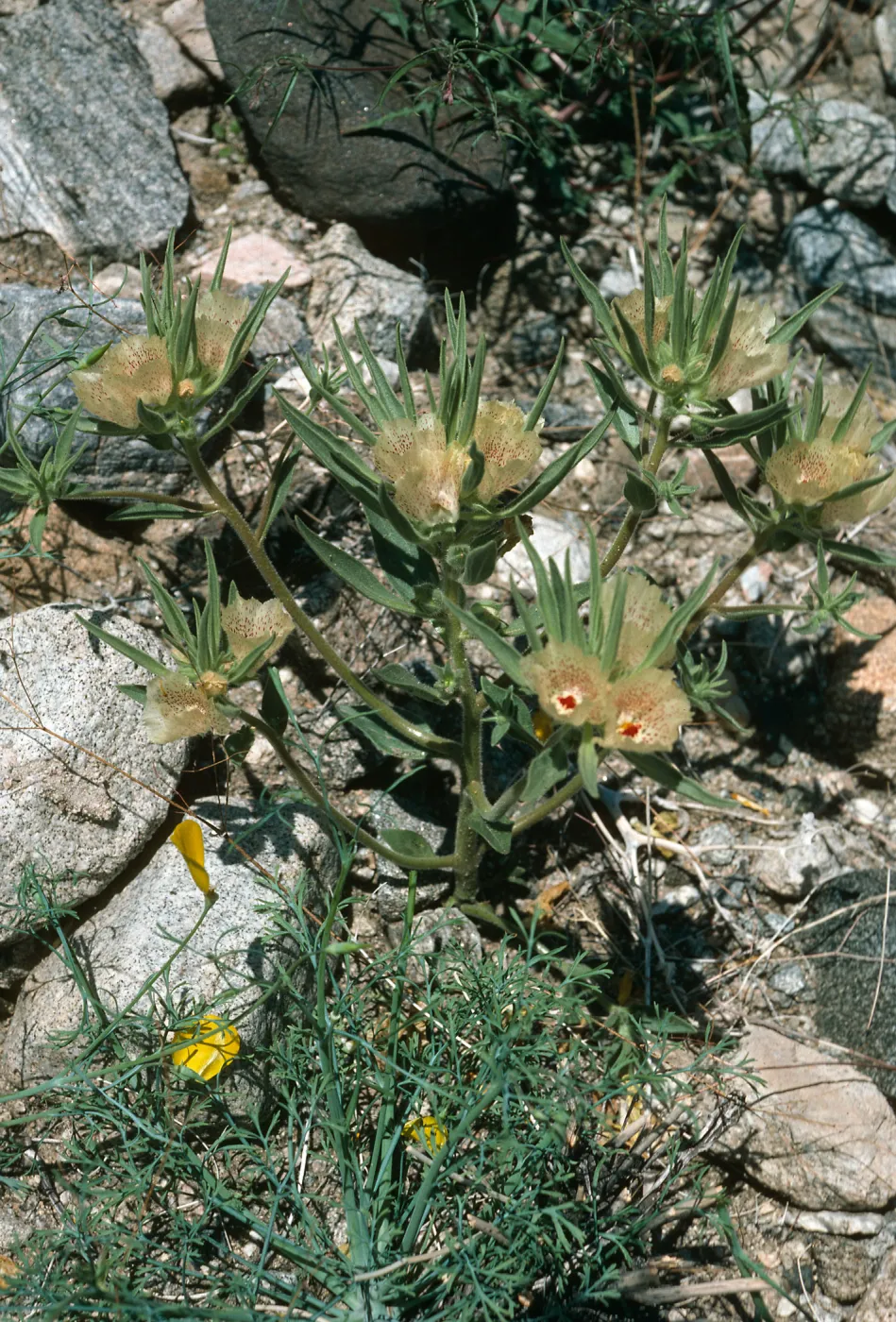 Mohavea confertiflora, Berdoo Canyon Road, Joshua Tree National Park