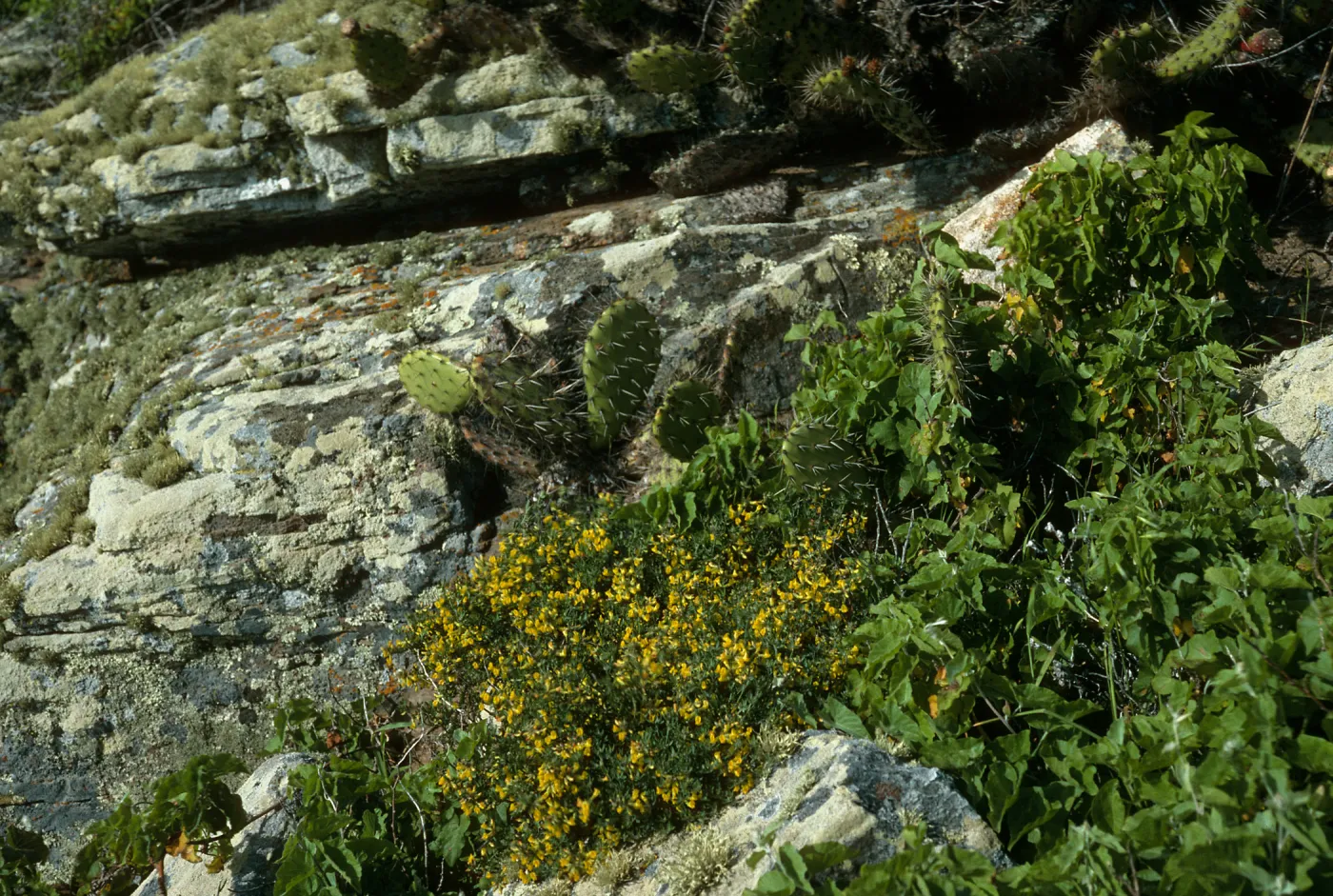 Lotus dendroideus traskiae, Δ Pebble, San Clemente Island