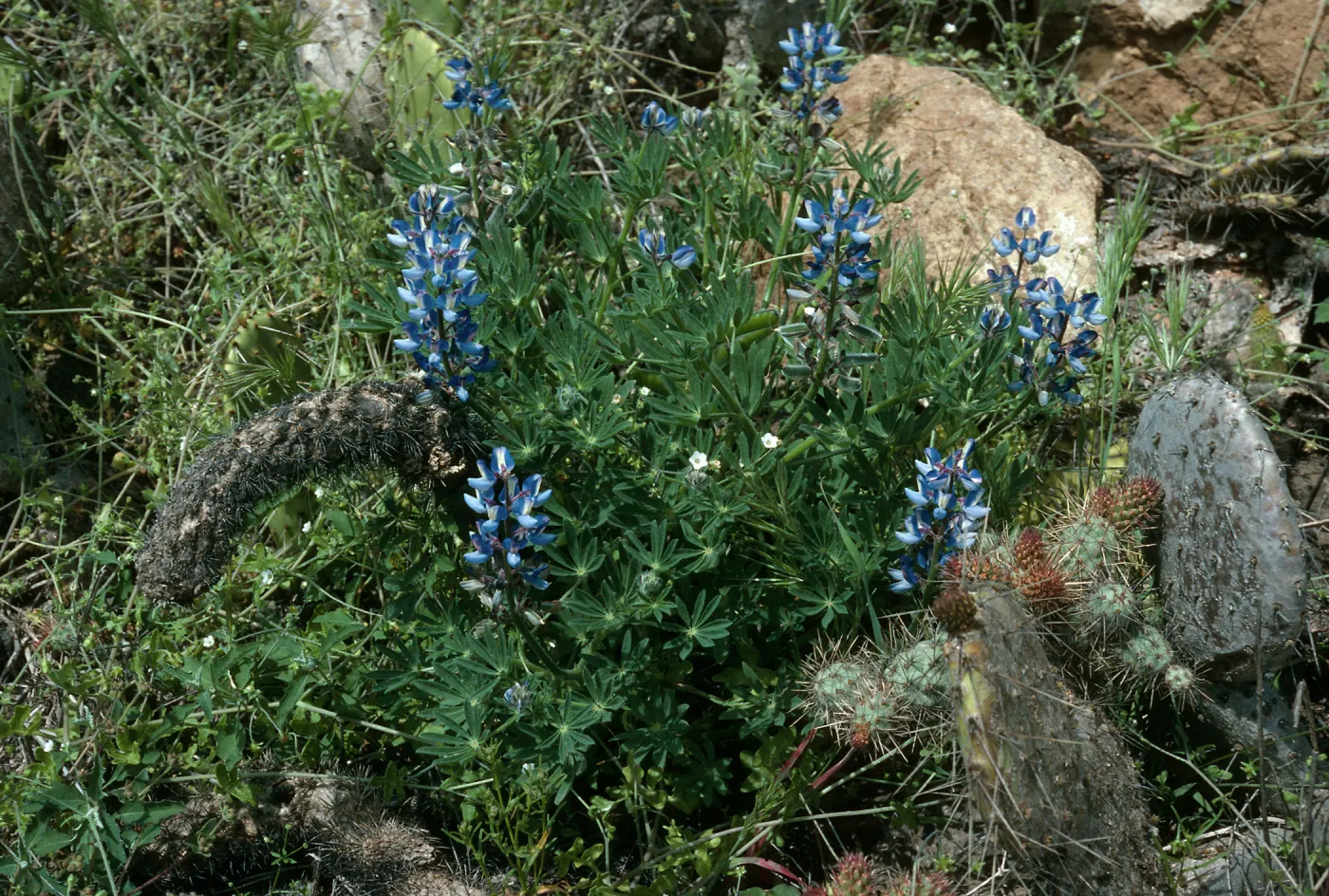 Lupinus guadalupensis, Base of El Point Grade, San Clemente Island
