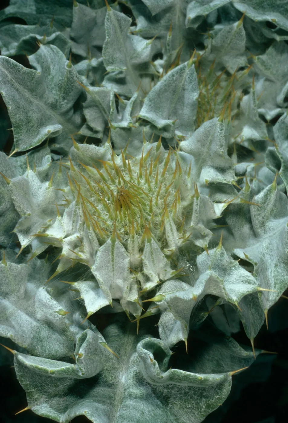 Cirsium rhothophilum, Dunes north of Point Concerption