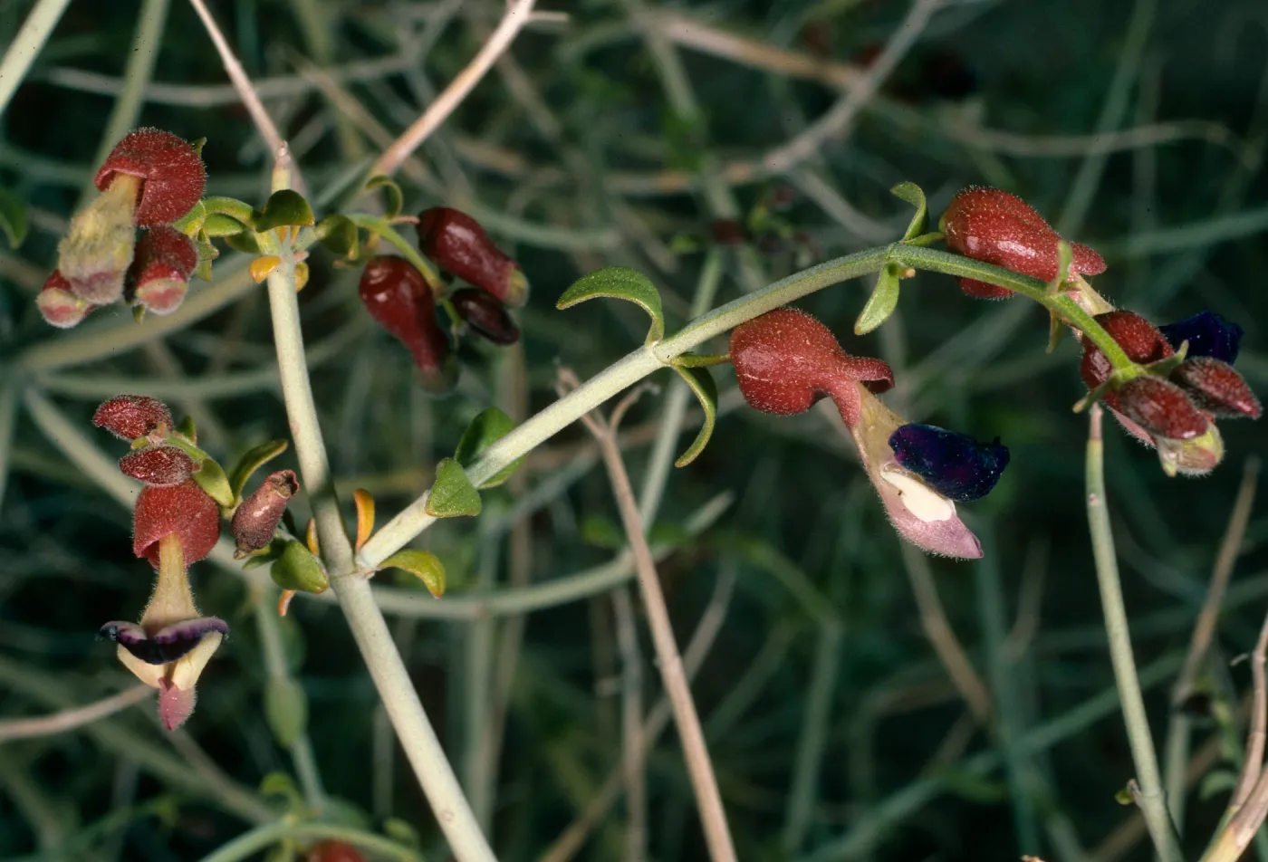 Salazaria mexicana, Granite Pass, Providence Mountains